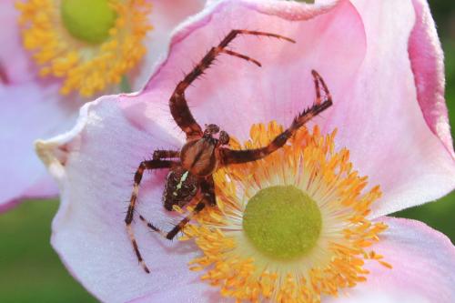 Araneus diadematus